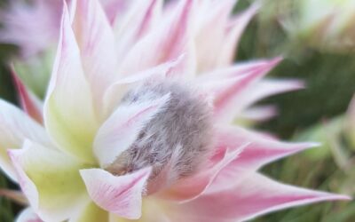 kindness and vulnerability in the workplace